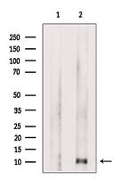 CCL4 Antibody in Western Blot (WB)