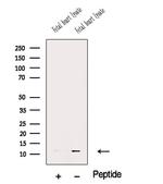 MCP-2 Antibody in Western Blot (WB)