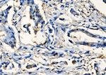 SIX2 Antibody in Immunohistochemistry (Paraffin) (IHC (P))