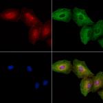 CD203c Antibody in Immunocytochemistry (ICC/IF)