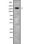 CDK12 Antibody in Western Blot (WB)