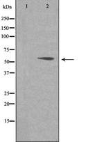 PAF49 Antibody in Western Blot (WB)