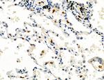 CD44 Antibody in Immunohistochemistry (Paraffin) (IHC (P))