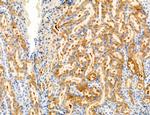 CD44 Antibody in Immunohistochemistry (Paraffin) (IHC (P))