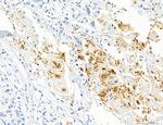 CD44 Antibody in Immunohistochemistry (Paraffin) (IHC (P))