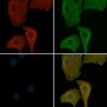 CD53 Antibody in Immunocytochemistry (ICC/IF)