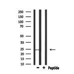 CD53 Antibody in Western Blot (WB)