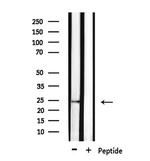 CD53 Antibody in Western Blot (WB)