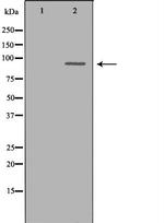 Cdc5L Antibody in Western Blot (WB)