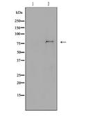 H-cadherin Antibody in Western Blot (WB)