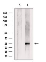 CEND Antibody in Western Blot (WB)