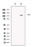 Chordin Antibody in Western Blot (WB)