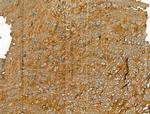 Chromogranin C Antibody in Immunohistochemistry (Paraffin) (IHC (P))