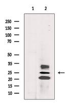 CIDEA Antibody in Western Blot (WB)