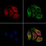 CLCA1 Antibody in Immunocytochemistry (ICC/IF)