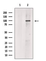 CLCA1 Antibody in Western Blot (WB)