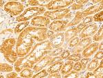 CERT Antibody in Immunohistochemistry (Paraffin) (IHC (P))