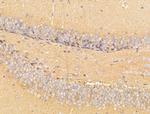 CERT Antibody in Immunohistochemistry (Paraffin) (IHC (P))