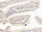 CERT Antibody in Immunohistochemistry (Paraffin) (IHC (P))