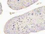 CERT Antibody in Immunohistochemistry (Paraffin) (IHC (P))