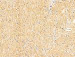 CERT Antibody in Immunohistochemistry (Paraffin) (IHC (P))