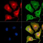 COPG Antibody in Immunocytochemistry (ICC/IF)