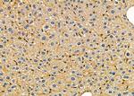 COPG Antibody in Immunohistochemistry (Paraffin) (IHC (P))