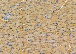 COPG Antibody in Immunohistochemistry (Paraffin) (IHC (P))