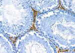 COX10 Antibody in Immunohistochemistry (Paraffin) (IHC (P))