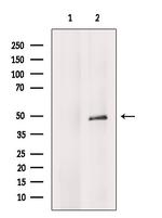 COX10 Antibody in Western Blot (WB)