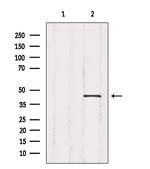 Crk Antibody in Western Blot (WB)