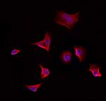 CSTF1 Antibody in Immunocytochemistry (ICC/IF)