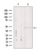 CSTF1 Antibody in Western Blot (WB)