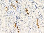 CTRP3 Antibody in Immunohistochemistry (Paraffin) (IHC (P))