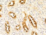 CTRP3 Antibody in Immunohistochemistry (Paraffin) (IHC (P))