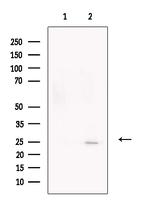 CTRP3 Antibody in Western Blot (WB)