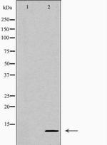 CXCL10 Antibody in Western Blot (WB)