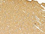 CXCL16 Antibody in Immunohistochemistry (Paraffin) (IHC (P))