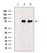 MTCO1 Antibody in Western Blot (WB)