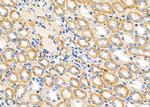 COX6A1 Antibody in Immunohistochemistry (Paraffin) (IHC (P))