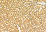 CYP2D6 Antibody in Immunohistochemistry (Paraffin) (IHC (P))