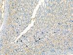 DYNC1I1 Antibody in Immunohistochemistry (Paraffin) (IHC (P))