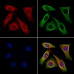 DAGLA Antibody in Immunocytochemistry (ICC/IF)