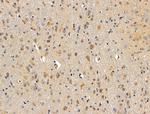 DAGLA Antibody in Immunohistochemistry (Paraffin) (IHC (P))