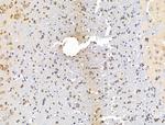 DAGLA Antibody in Immunohistochemistry (Paraffin) (IHC (P))