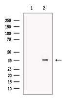 DARC Antibody in Western Blot (WB)