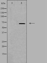 DAXX Antibody in Western Blot (WB)