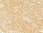 DBT Antibody in Immunohistochemistry (Paraffin) (IHC (P))