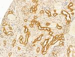 DBT Antibody in Immunohistochemistry (Paraffin) (IHC (P))