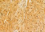 DDB1 Antibody in Immunohistochemistry (Paraffin) (IHC (P))